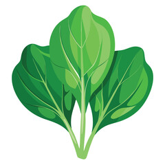 Broccoli isolated on white background