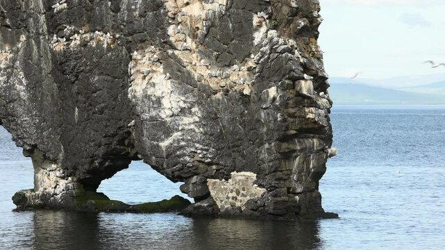Wild birds fly around a cliff, Northern Iceland