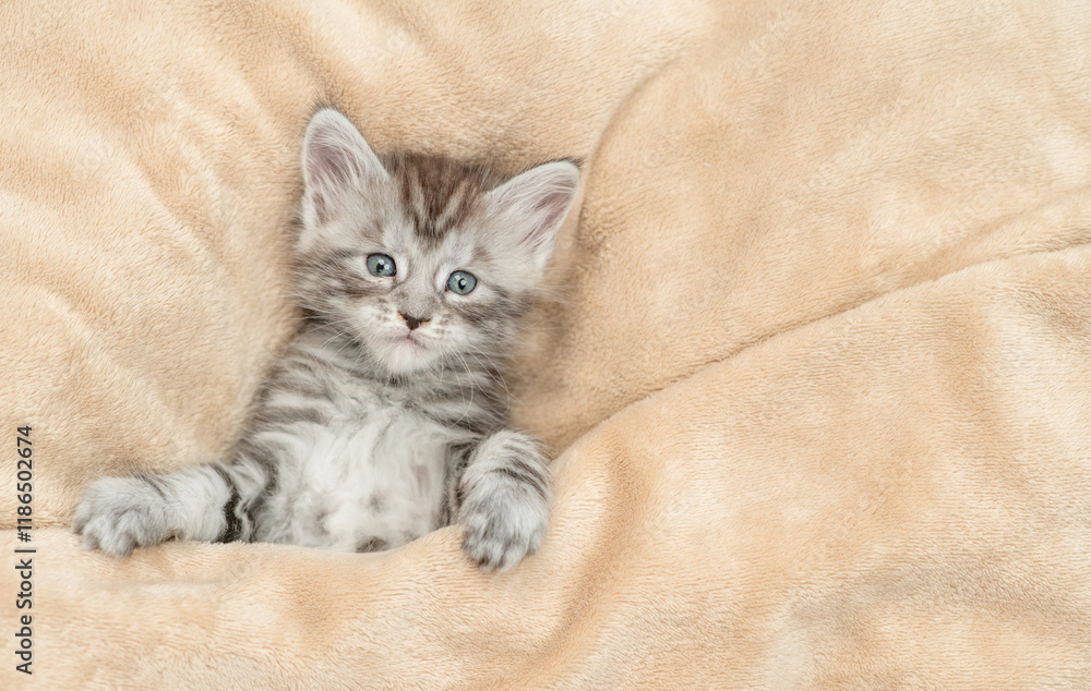 Poster cozy maine coon kitten lying under warm blanket on a bed at home. top down view. empty space for tex