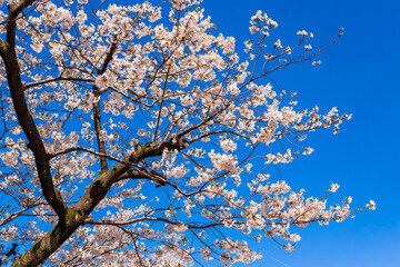 春の東京・隅田公園で見た、満開の桜と快晴の青空