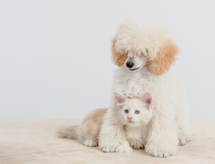 Poodle puppy hugs tiny Maine coon cat on a bed at home.  Pets look away together. Empty space for text