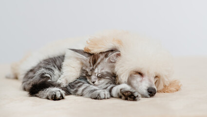 Poodle puppy sleeping with tiny maine coon cat on a bed at home