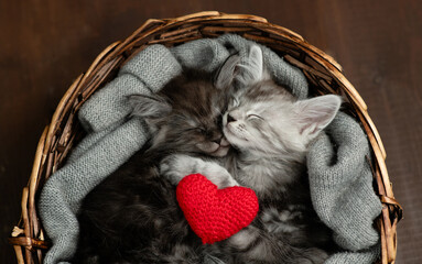 Two cute maine coon kittens sleep together inside a basket with red heart. Top down view