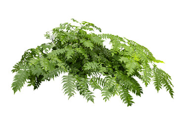Tropical plant fern bush shrub tree isolated on white background with clipping path.	
