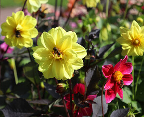bees on red and yellow annual dahlia flowers