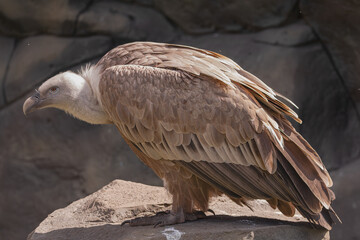 Eurasian griffon vulture, (Gyps fulvus), on a rock with sunlight