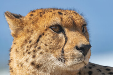  cheetah, (Acinonyx jubatus) , close portrait of his head with blue sky in the background