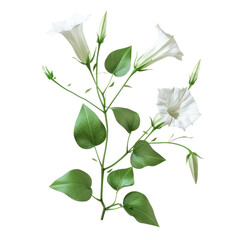 Obraz premium Isolated Bindweed Plant with White Flowers Against a Clean transparent background for Nature and Floral Use