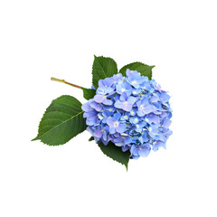 A stunning blue hydrangea with blooming flowers, isolated on a transparent background.