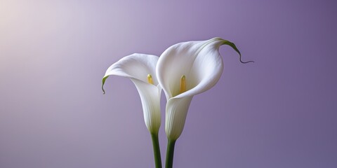 A stunning calla lily in bright white on a soft lavender backdrop