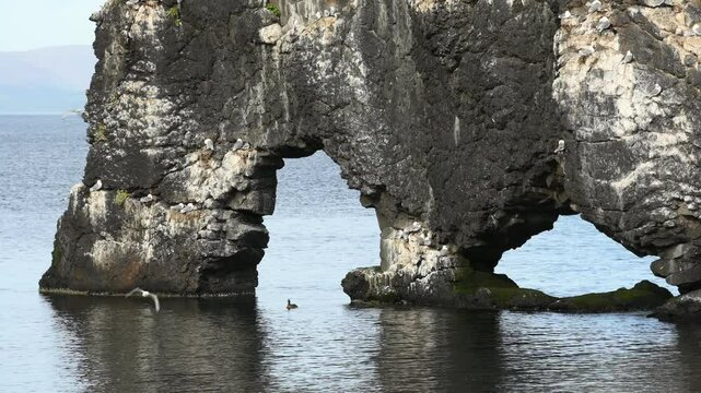 Wild birds fly around a cliff, Northern Iceland