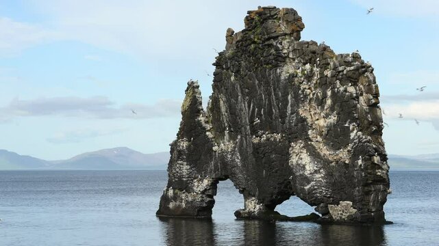 Wild birds fly around a cliff, Northern Iceland