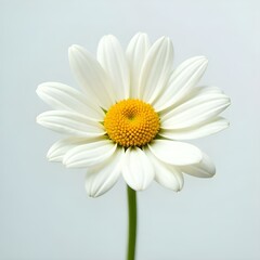 Fototapeta premium chamomile flower on white background. 