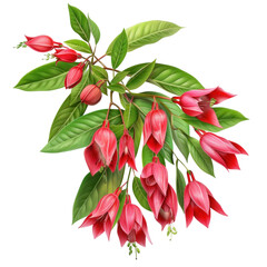 Stunning Clianthus Flower Cluster with Vibrant Red Blooms and Green Leaves on Isolated transparent background
