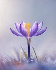 Beautiful crocus flower in full bloom symbolizing the start of spring