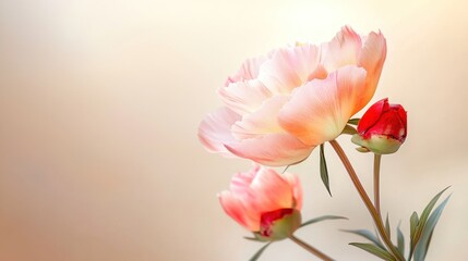 Obraz premium Peach and coral peonies on soft background.
