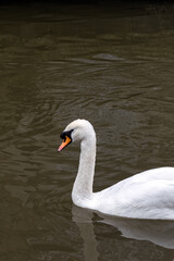 Graceful white Swan swimming in the lake