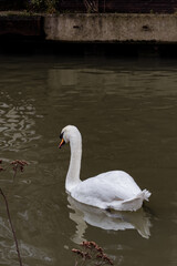 Graceful white Swan swimming in the lake
