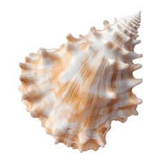 Obraz premium Seashell Conch, PNG with white transparent background