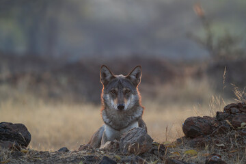 A lone Indian grey wolf or Indian wolf sitting in the grassland as the sun rays hitting its fur at Bhigwan, India  © karthick