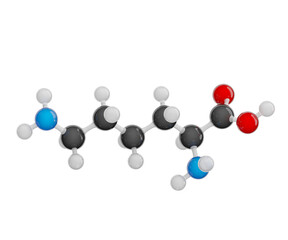 Lysine (Lys or K). Essential amino acid. Model of a molecule. Molecular formula: C6H14N2O2. Chemical model: Ball and sticks. Isolated. Transparent background. PNG. 3D illustration