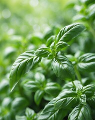 Obraz premium Lush green fresh basil leaves background perfect for culinary and gardening themes showcasing texture and vibrant color