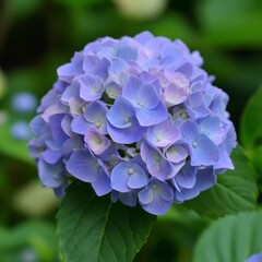 Hydrangea Bloom: A captivating close-up of a vibrant blue hydrangea, showcasing its delicate petals and intricate flower structure.  The soft, muted colors and gentle texture exude serenity.  