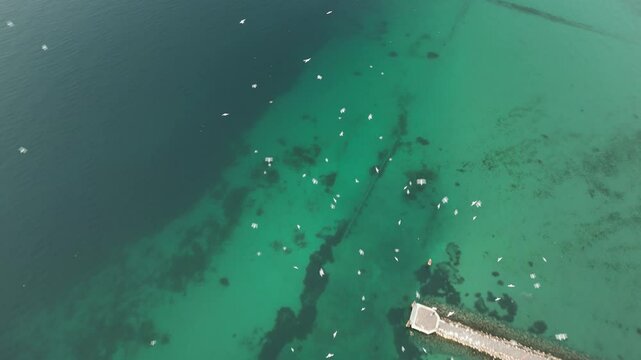 horizontal dramatic drone video of Garda lake with green water color and seagull birds flying above it 