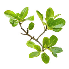 Naklejka premium Isolated Manchineel Leaf Branch Over Clean transparent background for Nature and Botanical Illustrations