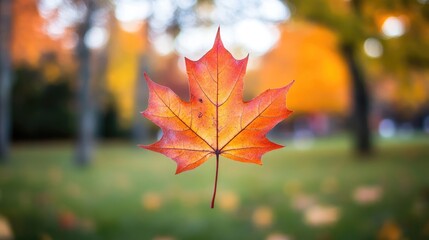 Vibrant Falling Maple Leaf with Softly Blurred Autumn Background in Warm Tones for a Fresh Natural Look