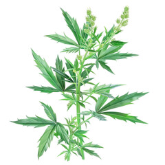 Fototapeta premium Fresh Mugwort Herb Isolated on Clean transparent background for Photorealistic Display and Artistic Projects