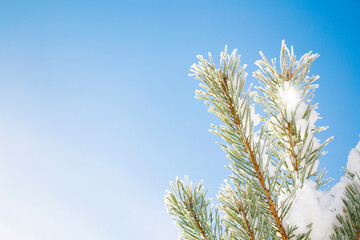 Snow covered fir branch on a winter background.
