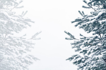 Obraz premium Christmas tree in the snow isolated on a white background. greeting card.