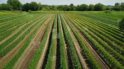 agriculture smart farming technology - industry 4.0.Concept of Harvesting and Planting with Technology and smart farming.