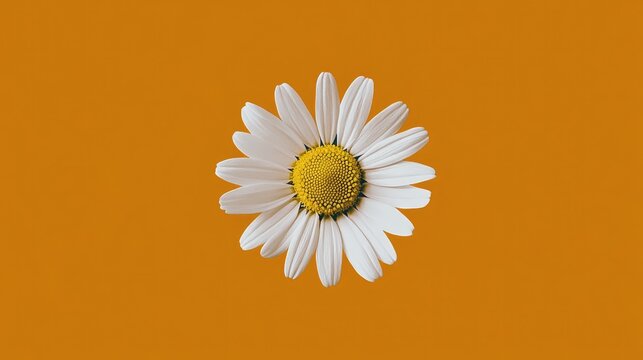 White daisy flower prominently displayed on a vibrant orange background creating an eye-catching visual contrast for design projects.