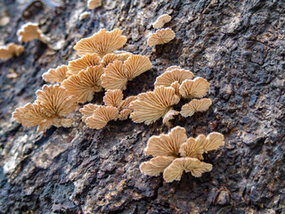 Mushrooms growing on a huge tree trunk