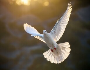 Obraz premium white dove in flight