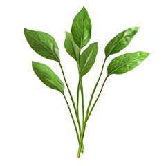 Fototapeta premium Fresh Sorrel Leaves on Isolated transparent background for Culinary and Botanical Use