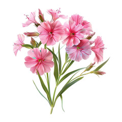 Fototapeta premium Vibrant Sweet William Flowers Isolated on Clean transparent background for Nature and Floral Themed Projects