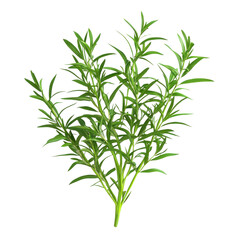 Fototapeta premium Fresh Tarragon Herb Isolated on Clean transparent background for Culinary and Botanical Illustrations