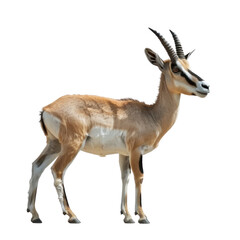 Fototapeta premium Tibetan Gazelle Standing Gracefully Against a Clean transparent background.