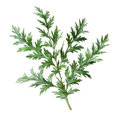 Fototapeta premium Isolated Photorealistic Wormwood Plant with Clean transparent background for Artistic and Natural Illustrations
