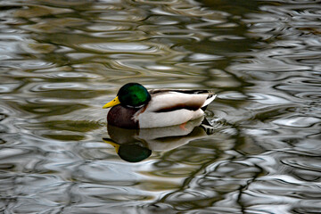 Stockente im Abendlicht auf dem Wasser