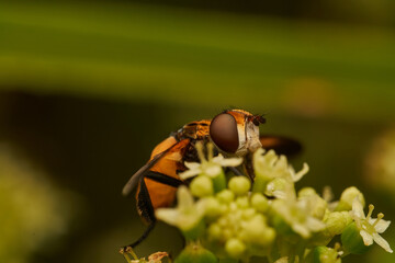 Hoverfly Resting on White Flower