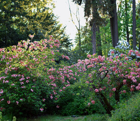 Kwitnące rododendrony 