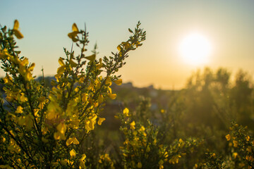 Forsycje, zach&oacute;d słońca