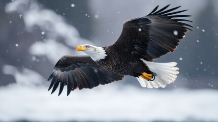 Obraz premium Stellers sea eagle in flight against a snowy background showcasing its majestic wingspan and striking features in winter conditions