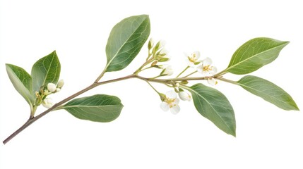 Botanical illustration of a plant with stem, leaves, and delicate white flowers on a white background