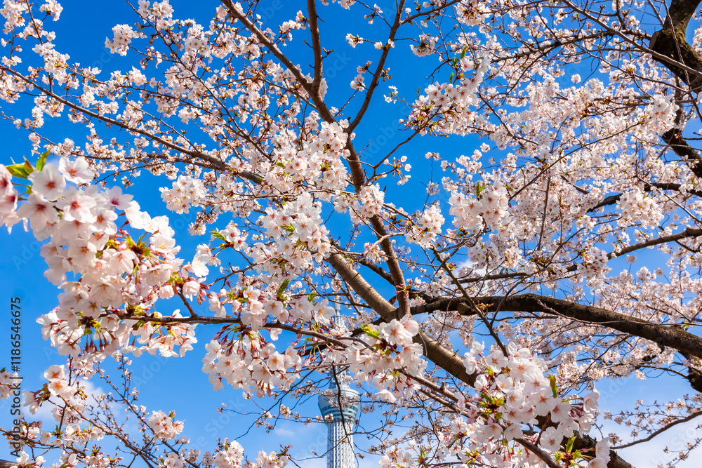 Poster 春の東京・隅田公園で見た、満開の桜の花と快晴の青空