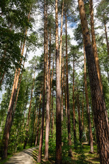 Fototapeta premium Tall slender pines in a pine forest and a path between them